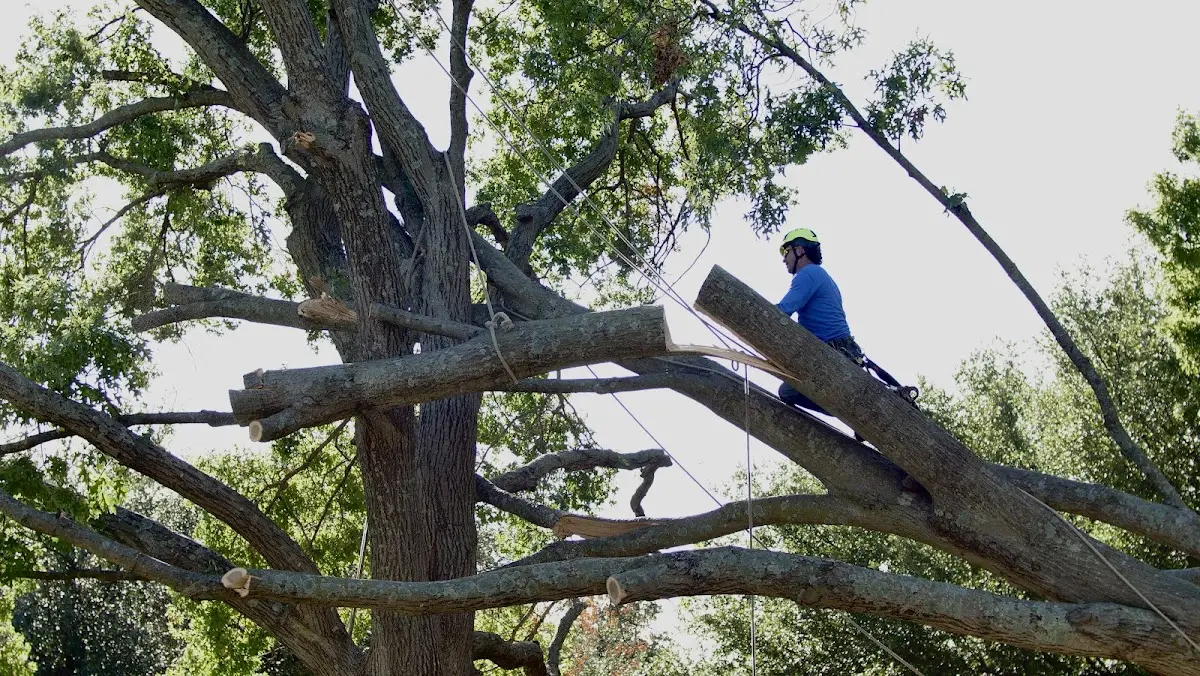Professional Crown Thinning performed by certified arborists in Avera