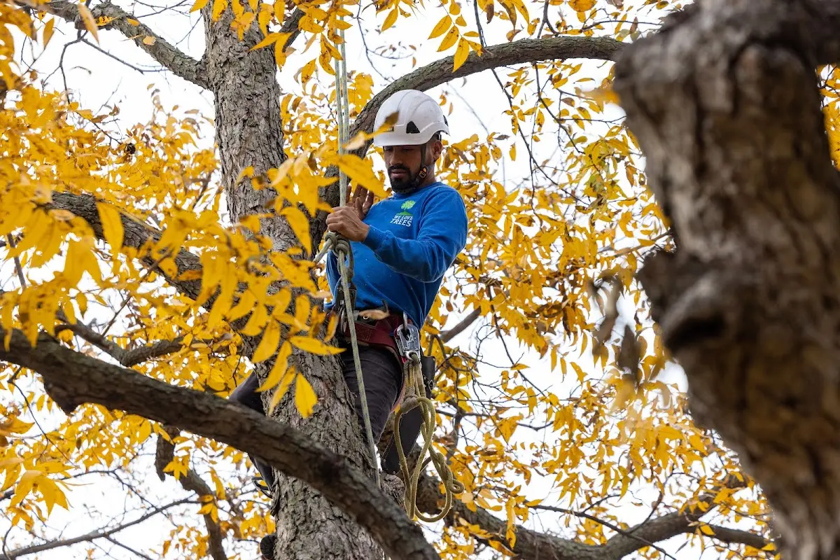 Skilled Tree Transplanting crew working in Avera